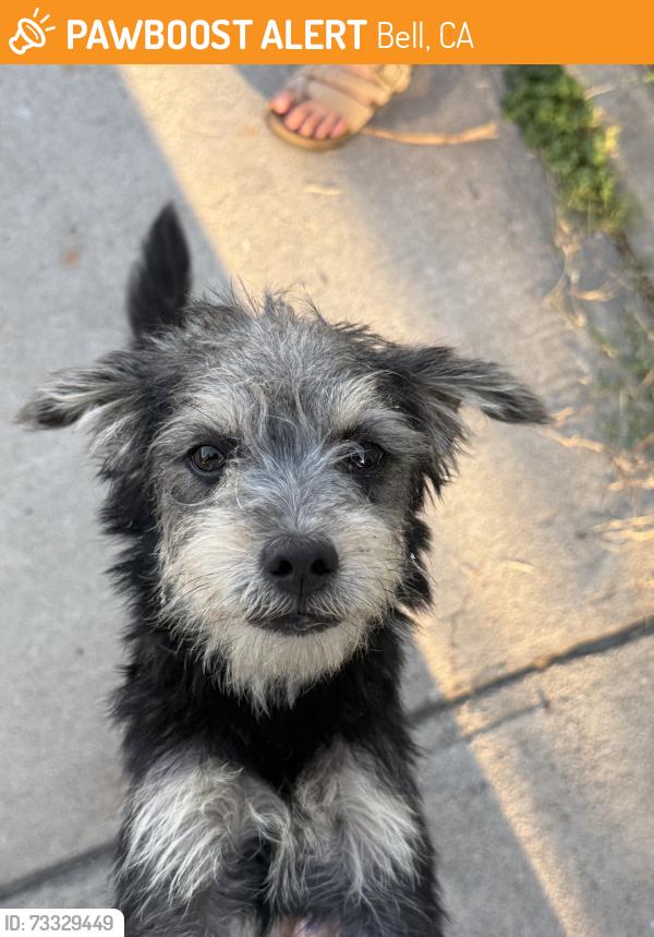 Found/Stray Female Dog last seen Near Randolph st by the train station, Bell, CA 90201