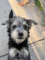 Found/Stray Female Dog last seen Near Randolph st by the train station, Bell, CA 90201