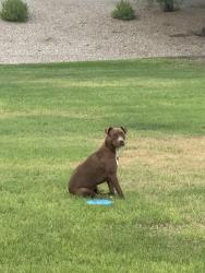 Found/Stray Female Dog last seen 104th Ave and Alvarez, Tolleson, AZ 85353