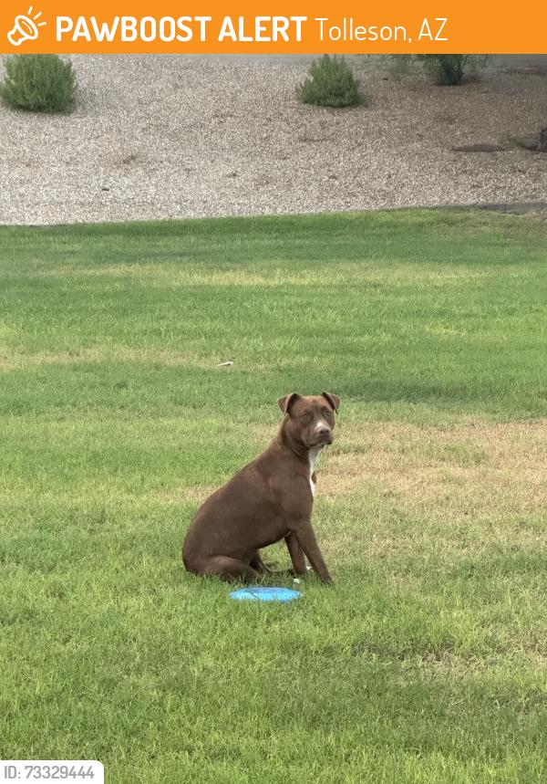 Found/Stray Female Dog last seen 104th Ave and Alvarez, Tolleson, AZ 85353