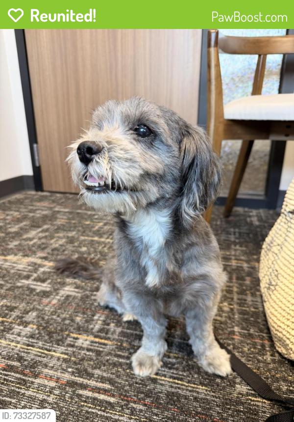 Reunited Female Dog last seen On Timber Forest between 1960 and Atascocita Road, Humble, TX 77346