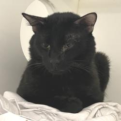 Shelter Stray Male Cat last seen , Animal Care & Control Team of Philly, 111 W Hunting Park Ave, Philadelphia, PA 19140, USA
