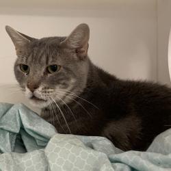 Shelter Stray Male Cat last seen , Animal Care & Control Team of Philly, 111 W Hunting Park Ave, Philadelphia, PA 19140, USA