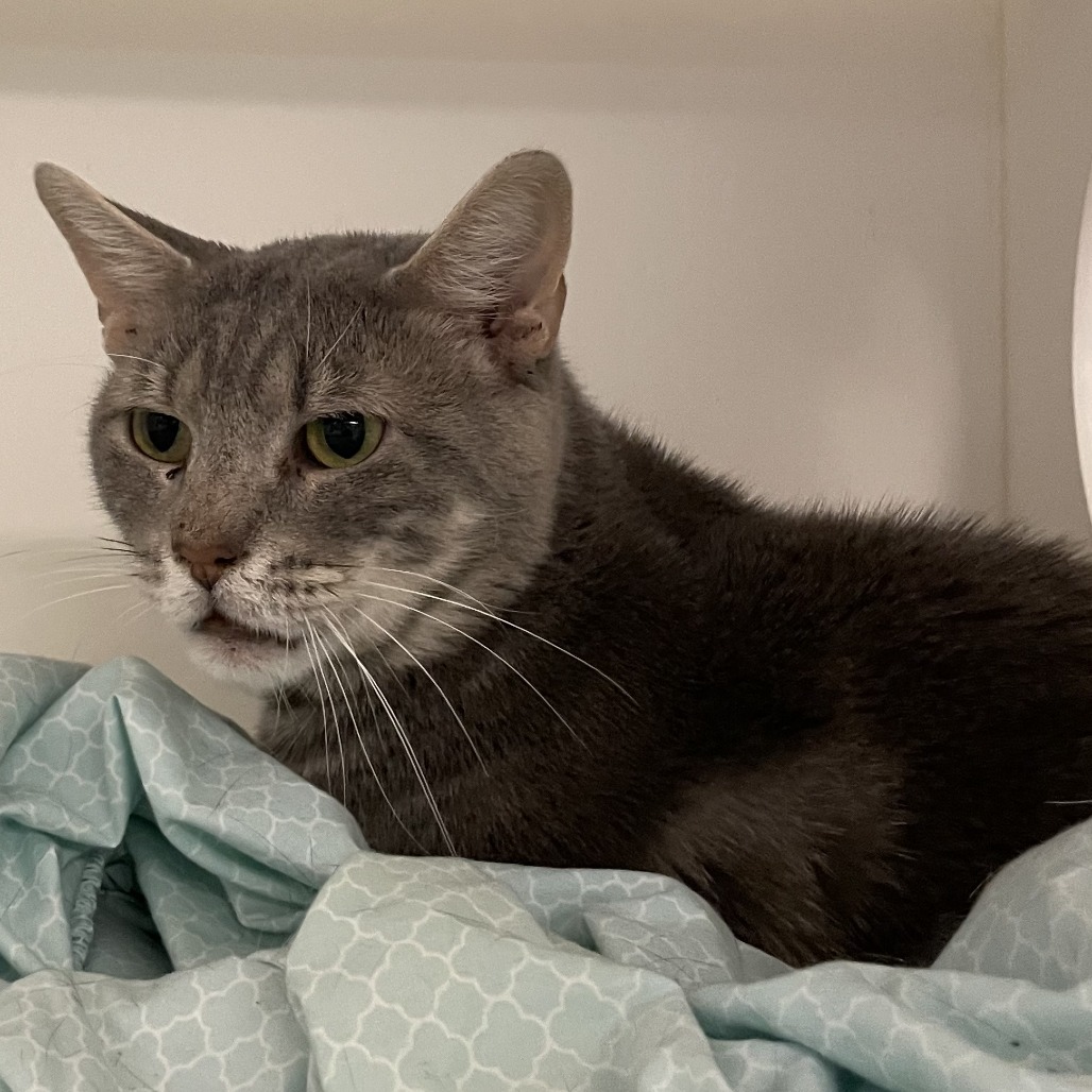 Shelter Stray Male Cat last seen , Animal Care & Control Team of Philly, 111 W Hunting Park Ave, Philadelphia, PA 19140, USA