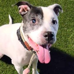 Shelter Stray Female Dog last seen , Animal Care & Control Team of Philly, 111 W Hunting Park Ave, Philadelphia, PA 19140, USA