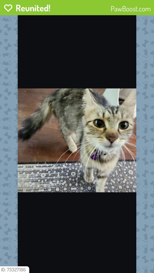 Reunited Female Cat last seen Wisconsin & Adelle near downtown DeLand/Stetson University, DeLand, FL 32720