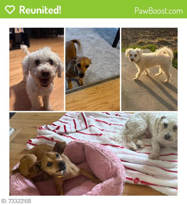 Reunited Male Dog last seen Near Dawson st Aurora co 80011, Aurora, CO 80011