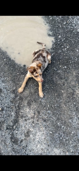 Lost Male Dog last seen Guy street Dalton ga, Dalton, GA 30720