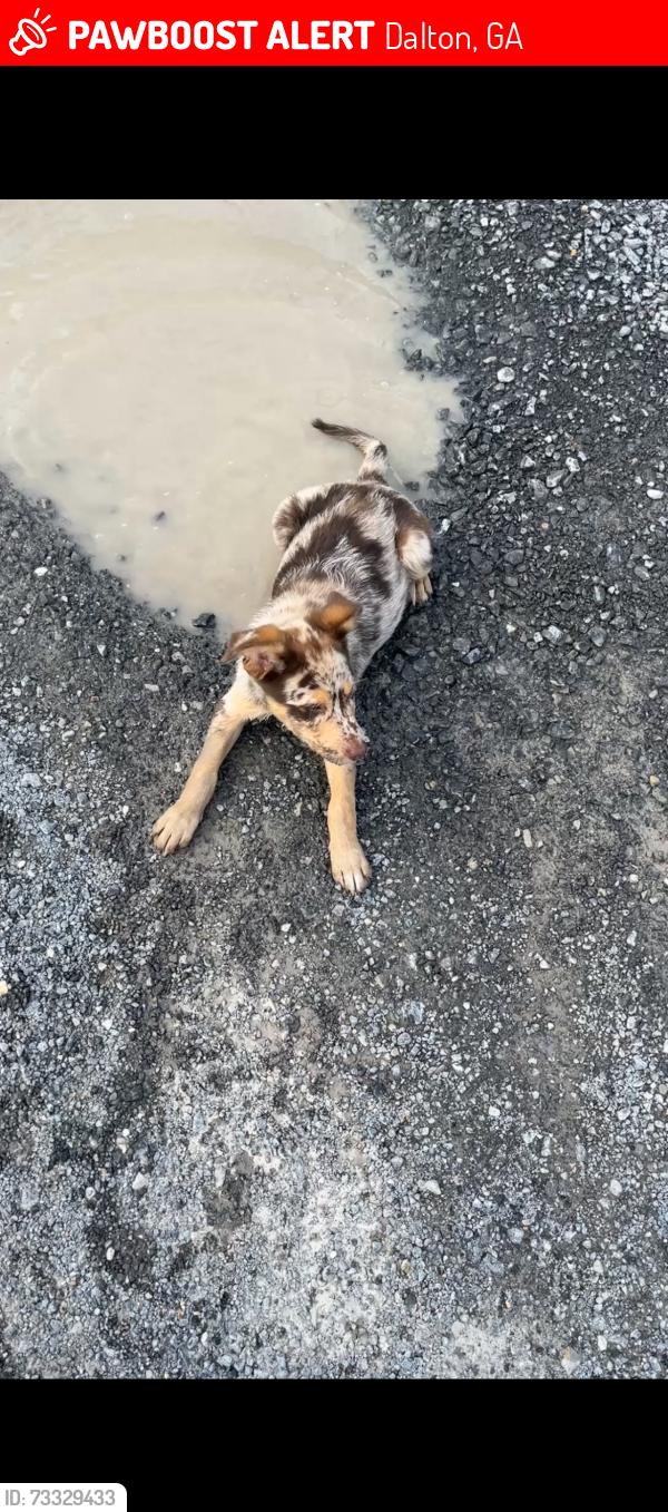 Lost Male Dog last seen Guy street Dalton ga, Dalton, GA 30720