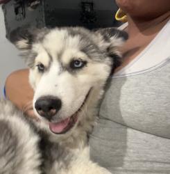 Reunited Female Dog last seen Mulberry, Baltimore, MD 21223