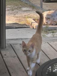 Lost Male Cat last seen Near Ray road, Spring Lake, NC 28390