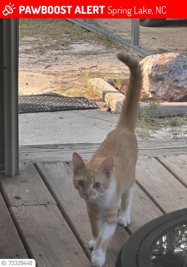 Lost Male Cat last seen Near Ray road, Spring Lake, NC 28390