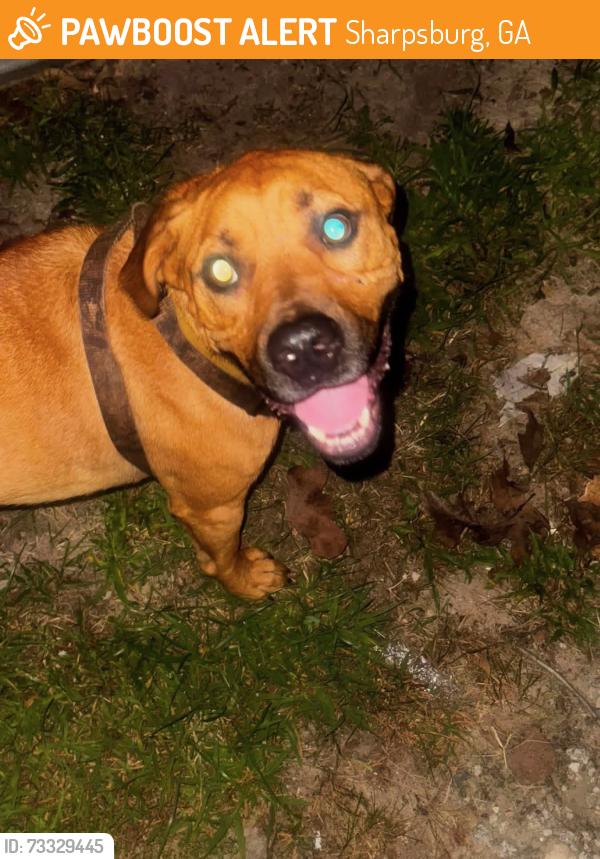 Found/Stray Male Dog last seen highway 54, next to christopher road, Sharpsburg, GA 30277
