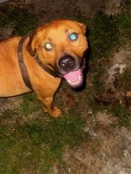 Found/Stray Male Dog last seen highway 54, next to christopher road, Sharpsburg, GA 30277