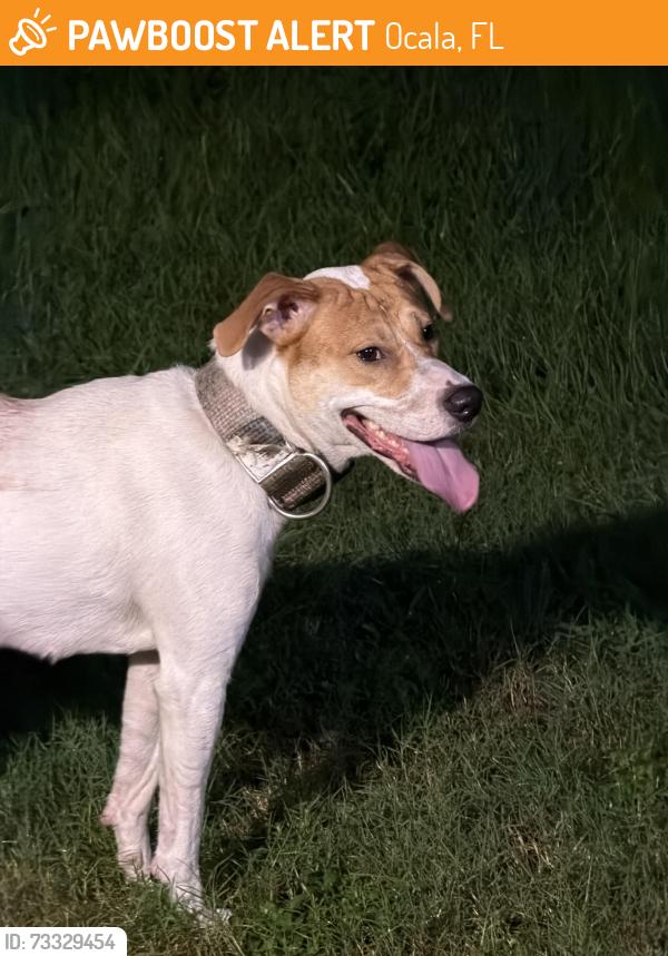 Found/Stray Female Dog last seen NE 36th PL, Ocala, FL 34479