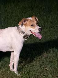 Found/Stray Female Dog last seen NE 36th PL, Ocala, FL 34479
