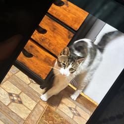Found/Stray Male Cat last seen Minnehaha and nokomis, Saint Paul, MN 55119