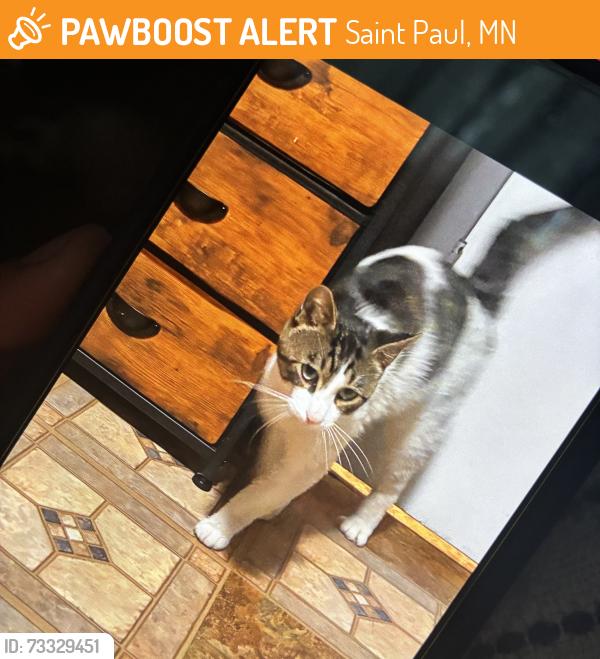 Found/Stray Male Cat last seen Minnehaha and nokomis, Saint Paul, MN 55119