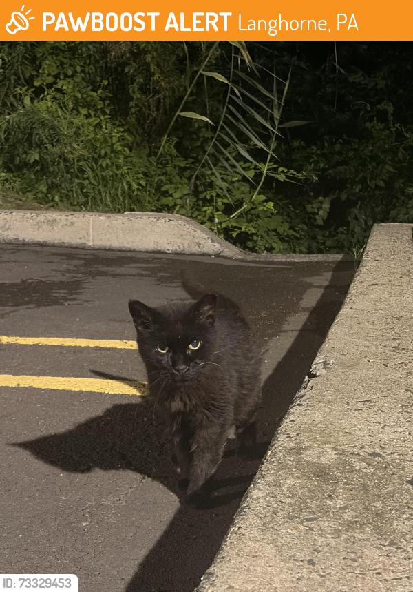 Found/Stray Unknown Cat last seen Behind the burger king drive thru, will not leave the curb in the very back, Langhorne, PA 19047