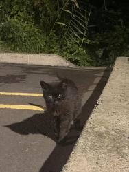 Found/Stray Unknown Cat last seen Behind the burger king drive thru, will not leave the curb in the very back, Langhorne, PA 19047