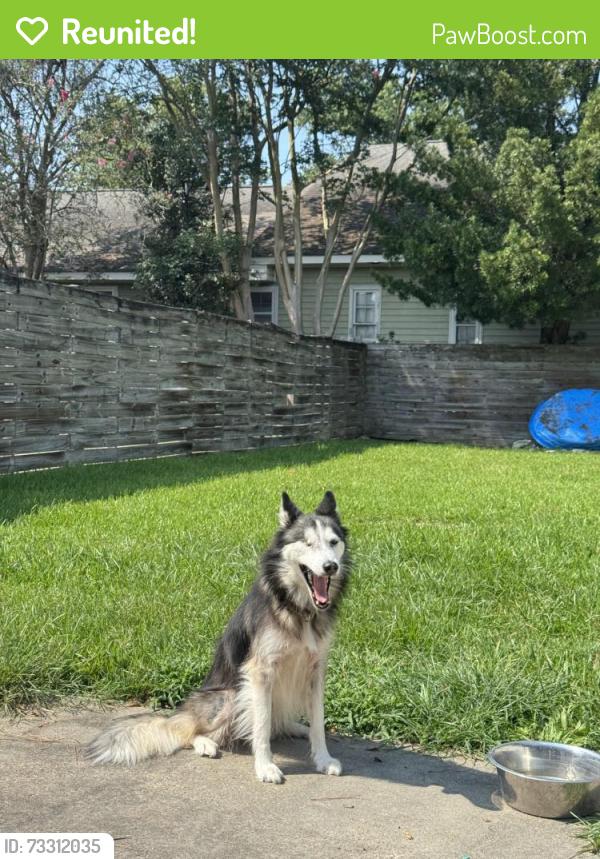 Reunited Female Dog last seen Superior grill, Baton Rouge, LA 70806