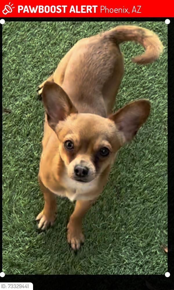 Lost Male Dog last seen 29th buckeye, Phoenix, AZ 85009