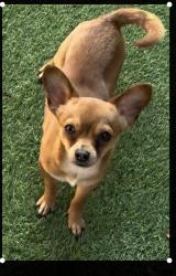 Lost Male Dog last seen 29th buckeye, Phoenix, AZ 85009