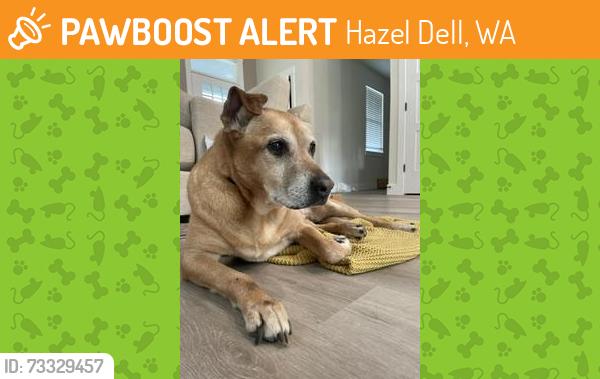 Found/Stray Female Dog last seen NE 99th st and Highway 99, Hazel Dell, WA 98665