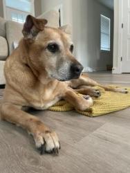Found/Stray Female Dog last seen NE 99th st and Highway 99, Hazel Dell, WA 98665