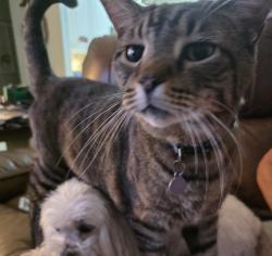 Lost Male Cat last seen The Woods subdivision, Jacksonville, FL 32246