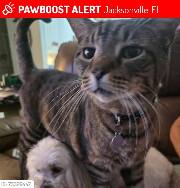 Lost Male Cat last seen The Woods subdivision, Jacksonville, FL 32246