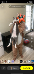 Reunited Male Cat last seen Clough, Bowling Green, OH 43402