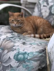 Lost Male Cat last seen Hopkins and Walmsley, Richmond, VA 23234