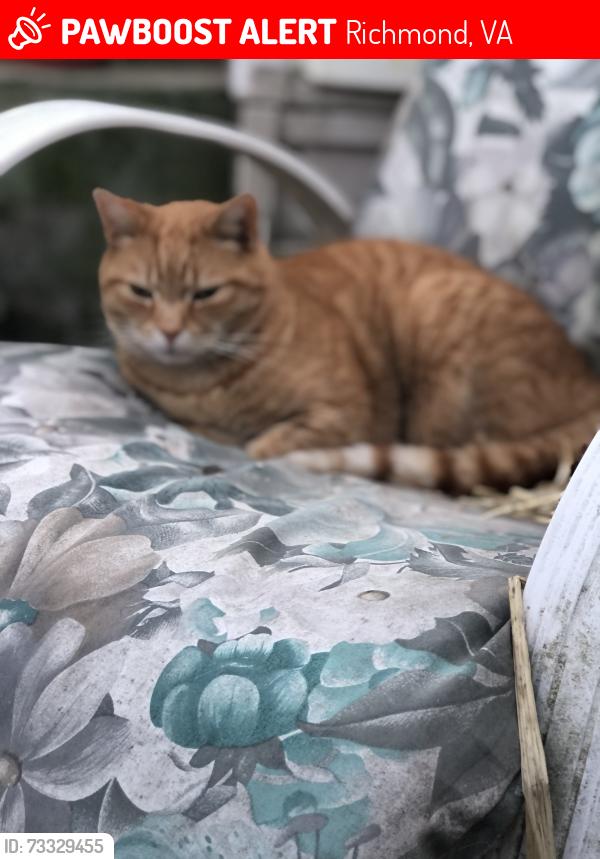 Lost Male Cat last seen Hopkins and Walmsley, Richmond, VA 23234