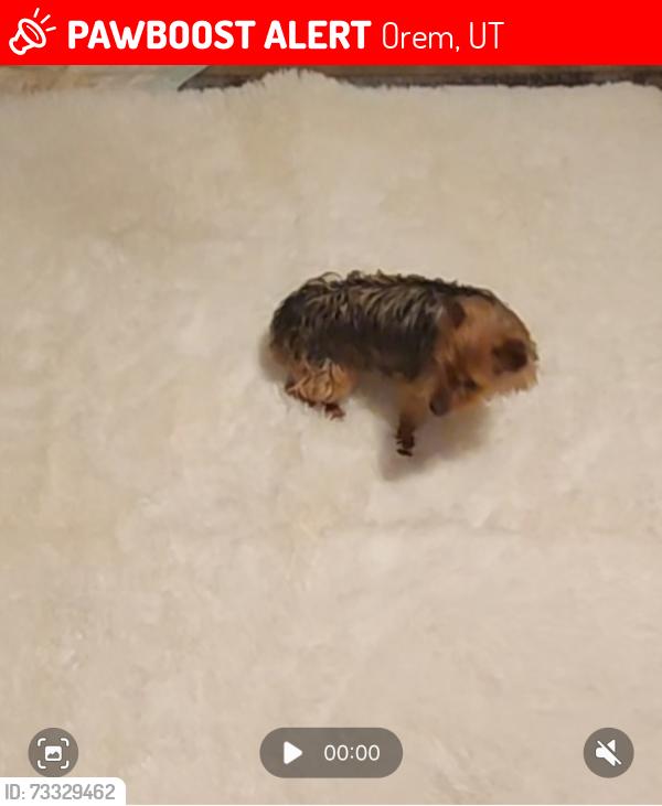 Lost Male Dog last seen Near N Orem, Orem, UT 84057