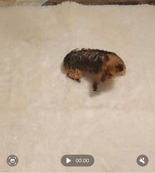 Lost Male Dog last seen Near N Orem, Orem, UT 84057
