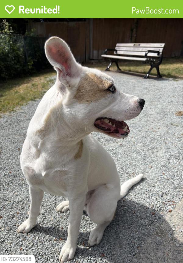Reunited Female Dog last seen Near and 16th, Surrey, BC V3Z 9W3