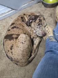 Lost Male Dog last seen Barker creek church honea path sc 296544, Honea Path, SC 29654