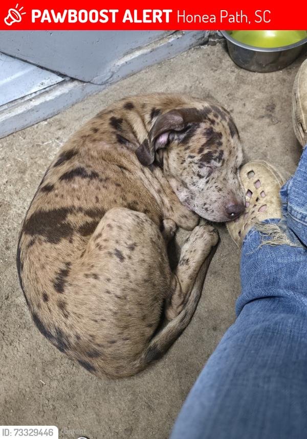 Lost Male Dog last seen Barker creek church honea path sc 296544, Honea Path, SC 29654