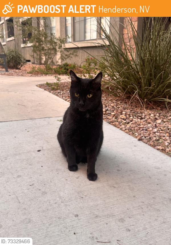 Found/Stray Unknown Cat last seen Near Carl and martins bar, Henderson, NV 89014