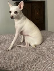 Reunited Male Dog last seen North Washington st, and north Ave ,, Baltimore, MD 21213