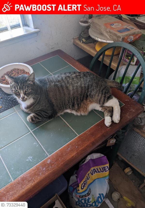 Lost Female Cat last seen Russo Drive and Cherryview, San Jose, CA 95118