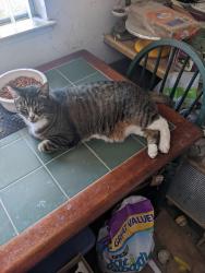 Lost Female Cat last seen Russo Drive and Cherryview, San Jose, CA 95118