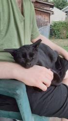Lost Male Cat last seen Maranatha Worship Center, Dayton, OH 45416
