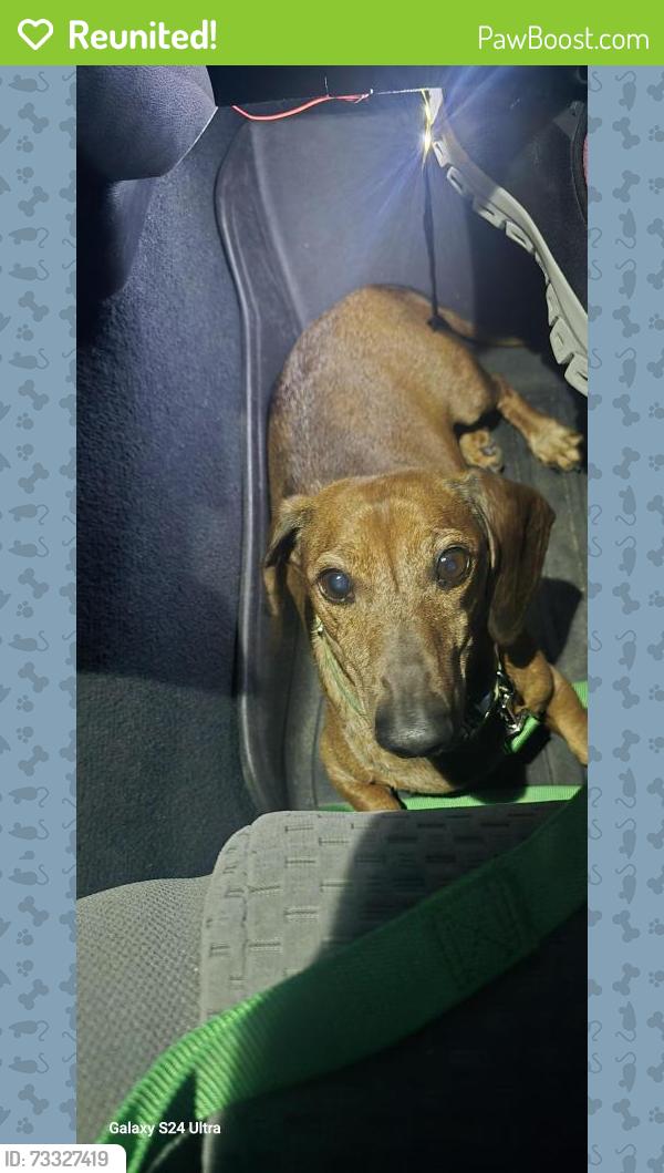 Reunited Male Dog last seen Liberty Field, San Antonio, TX 78254