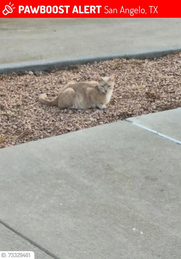 Lost Female Cat last seen Garfield St., San Angelo, TX 76901