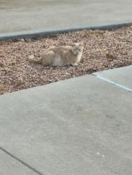 Lost Female Cat last seen Garfield St., San Angelo, TX 76901