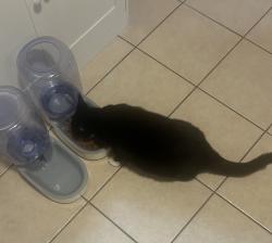 Found/Stray Male Cat last seen Near, Clair-Mel City, FL 33619