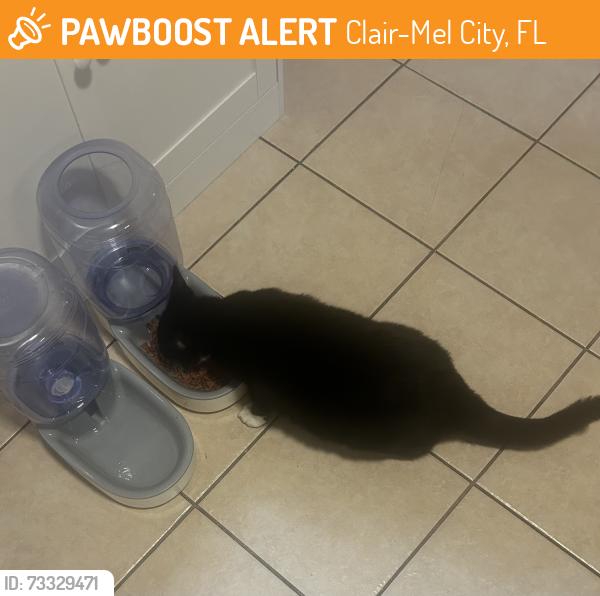 Found/Stray Male Cat last seen Near, Clair-Mel City, FL 33619