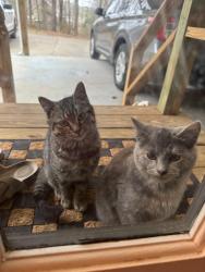 Lost Female Cat last seen New Hope Church Rd, Whitfield County, GA 30755